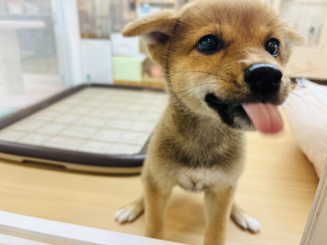 柴犬