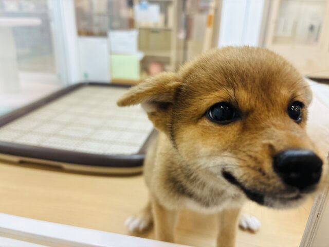 柴犬