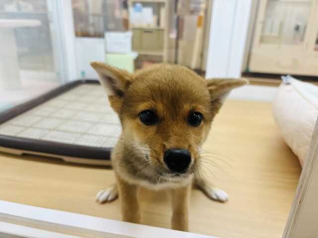 柴犬