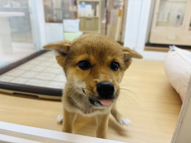 柴犬