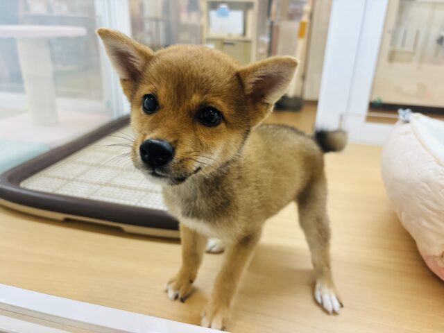 柴犬