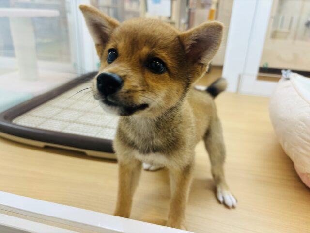 柴犬