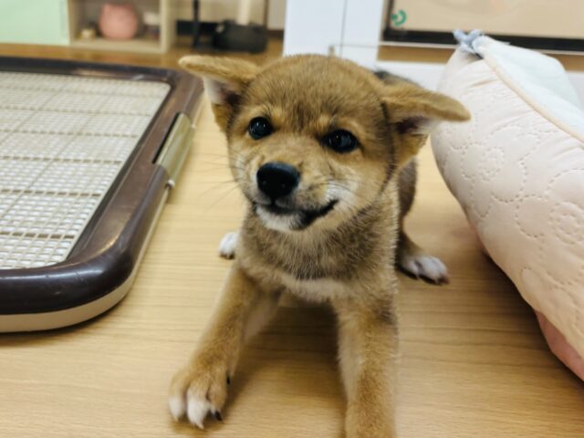 柴犬