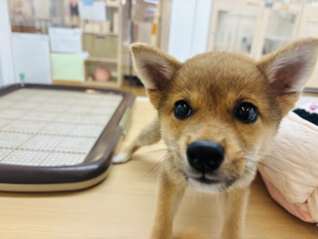 柴犬