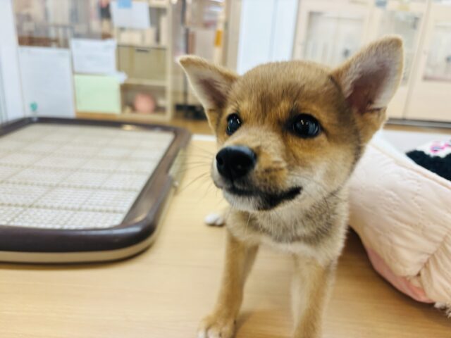 柴犬