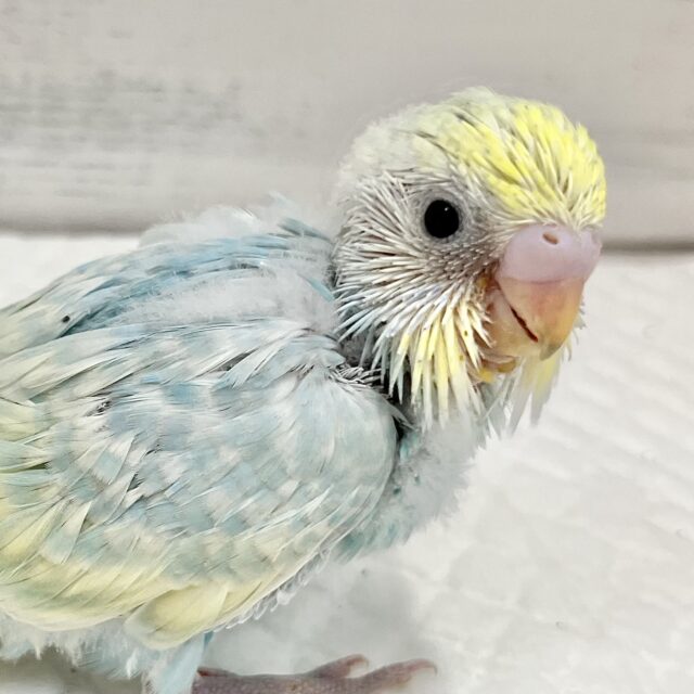 はじけるレインボー🌈💫セキセイインコ（パステルレインボースパングル）