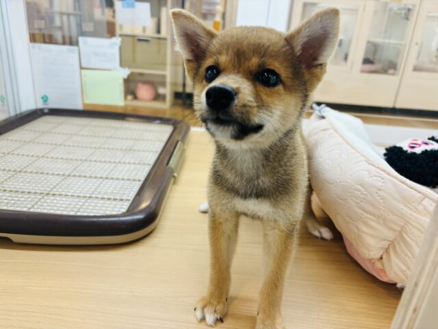 柴犬