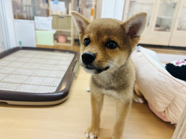 柴犬