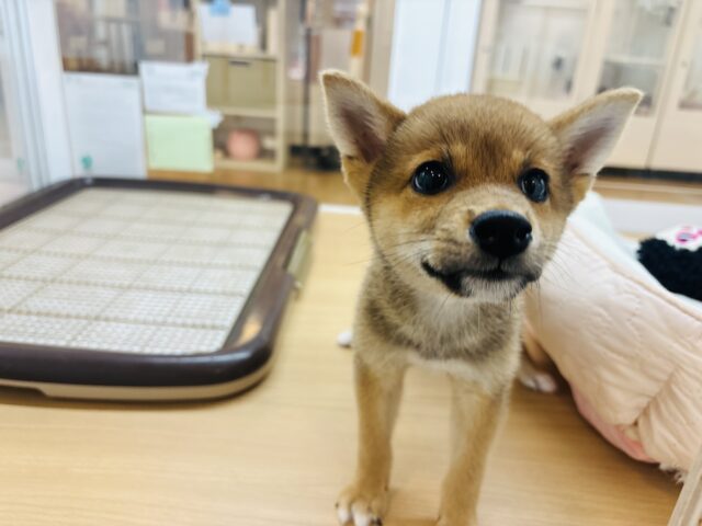 柴犬