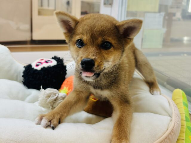 柴犬