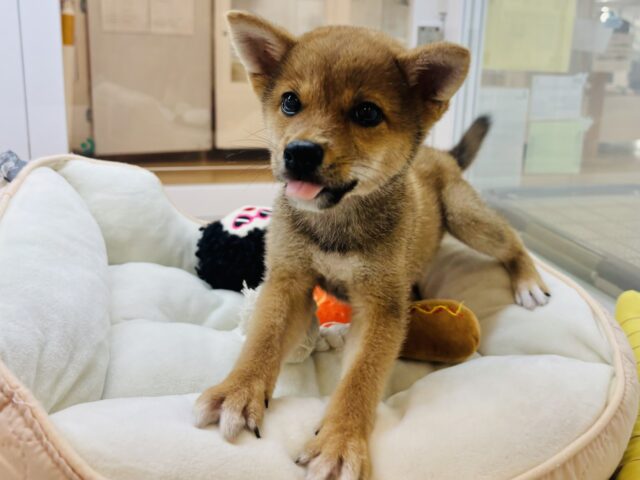 柴犬