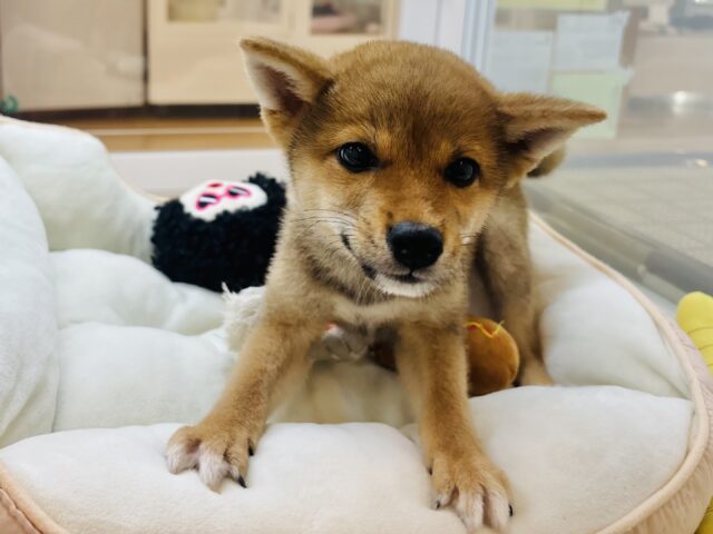 柴犬