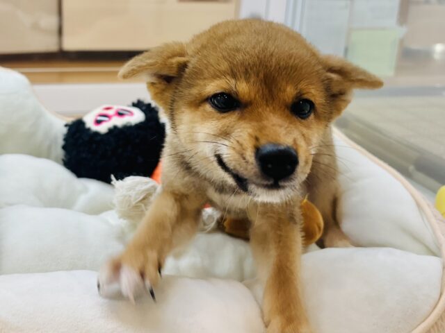 柴犬