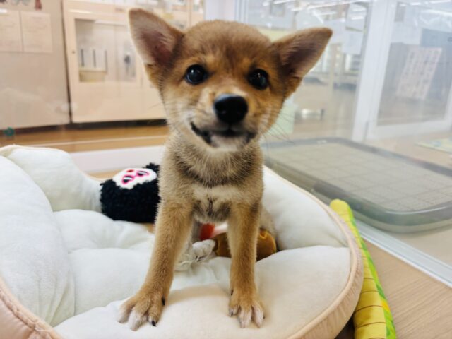 柴犬
