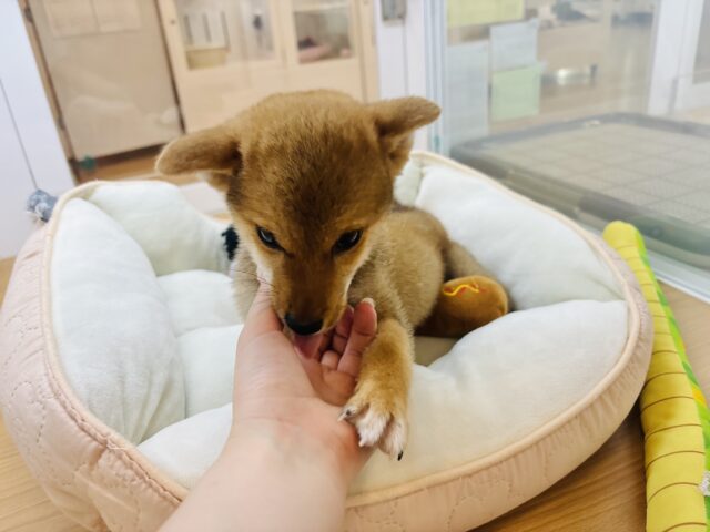 柴犬