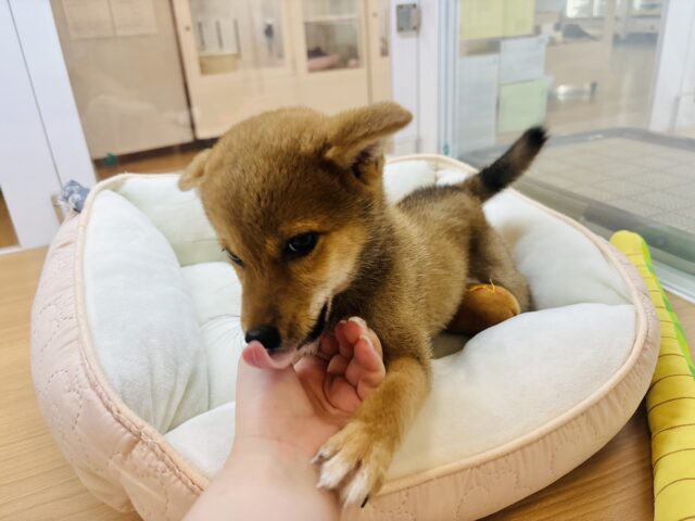 柴犬