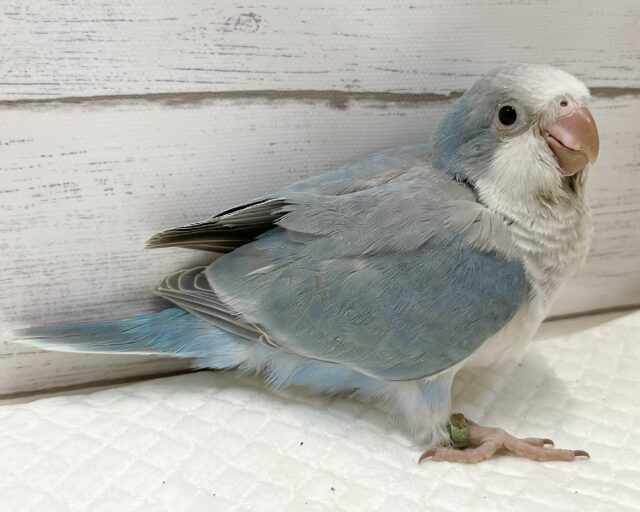 オキナインコ