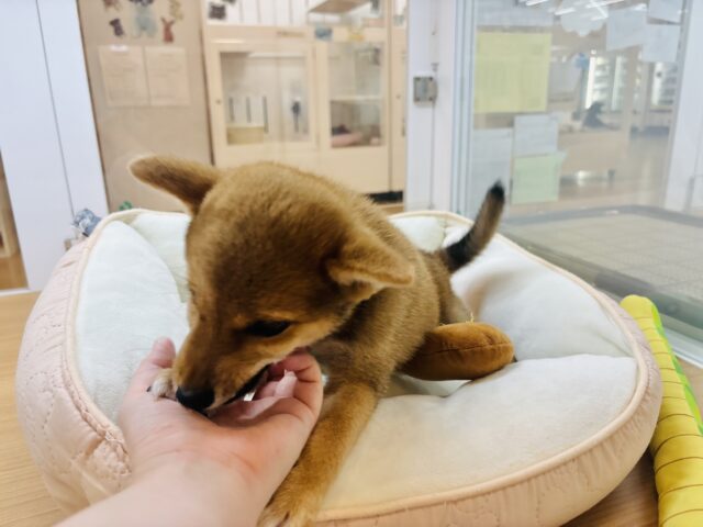 柴犬