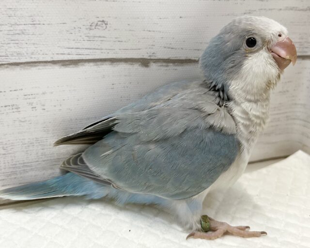 オキナインコ
