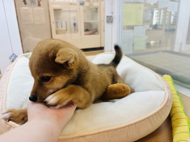 柴犬