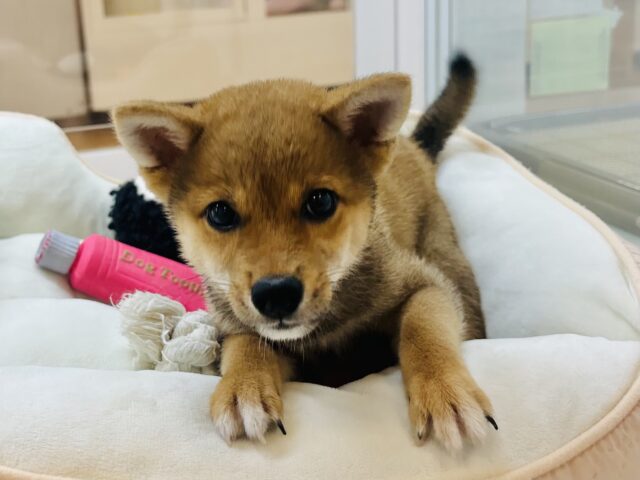 柴犬