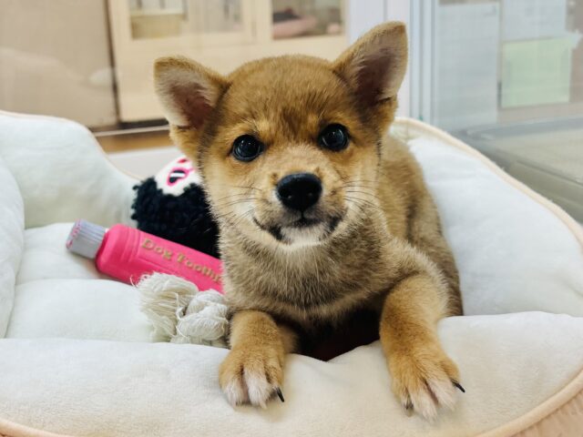 柴犬