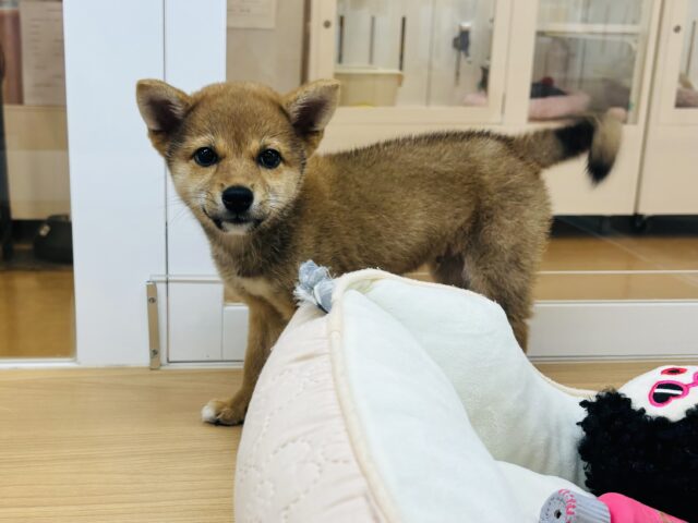 柴犬