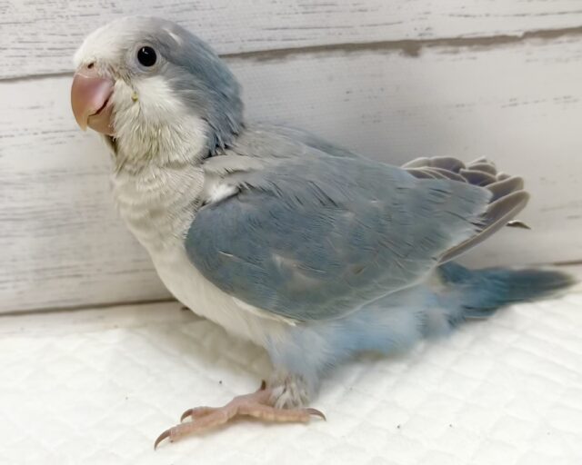 オキナインコ