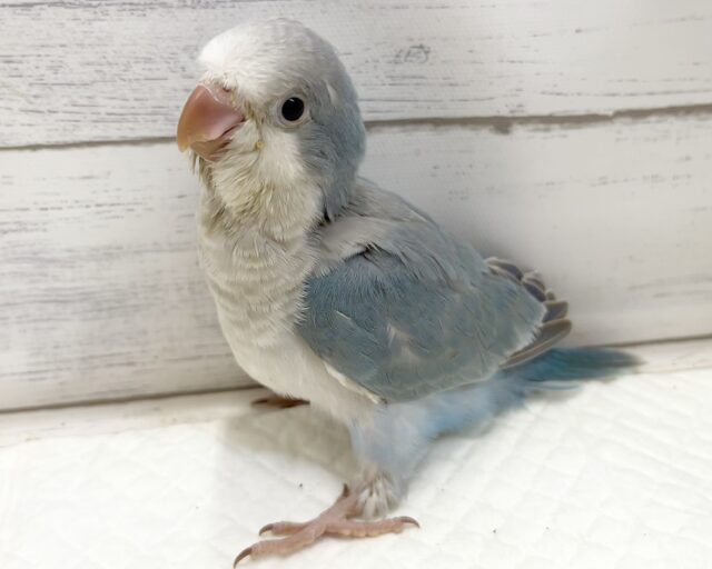 オキナインコ