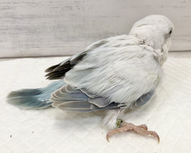 オキナインコ
