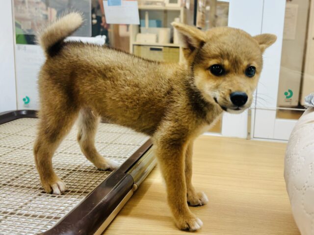 柴犬