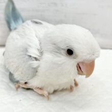 フワフワやさしい雲みたい☁️🫧癒されカラーのオキナインコ（ブルーパリドオパーリン）