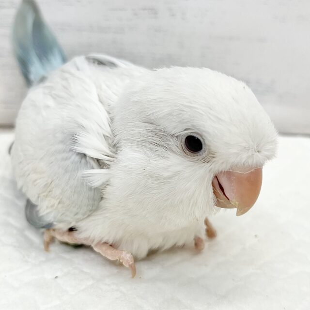 フワフワやさしい雲みたい☁️🫧癒されカラーのオキナインコ（ブルーパリドオパーリン）
