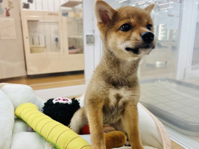 柴犬