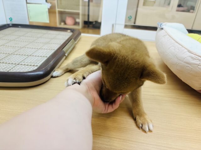 柴犬