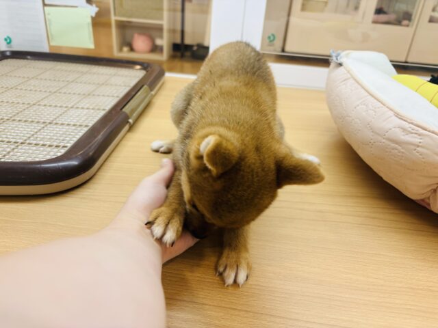 柴犬