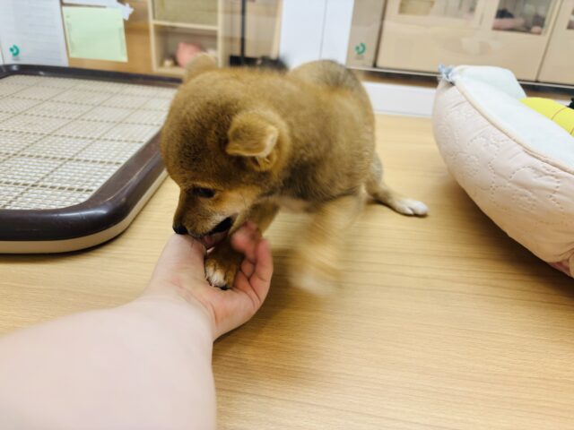 柴犬