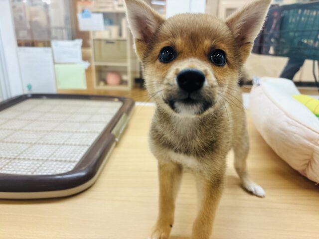 柴犬