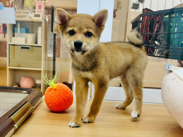 柴犬