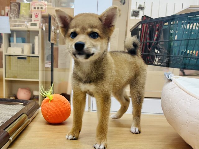 柴犬