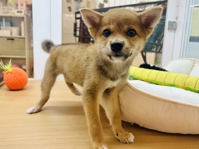 柴犬