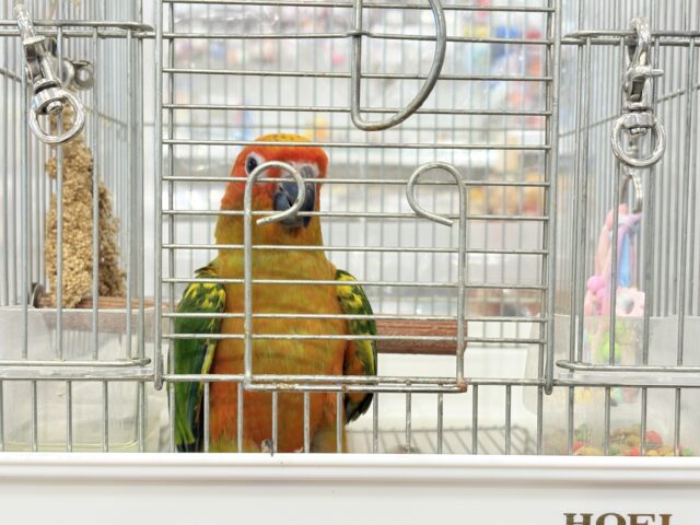 コガネメキシコインコ