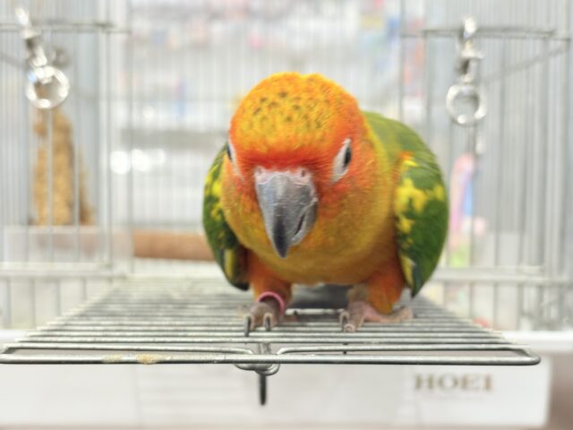 コガネメキシコインコ