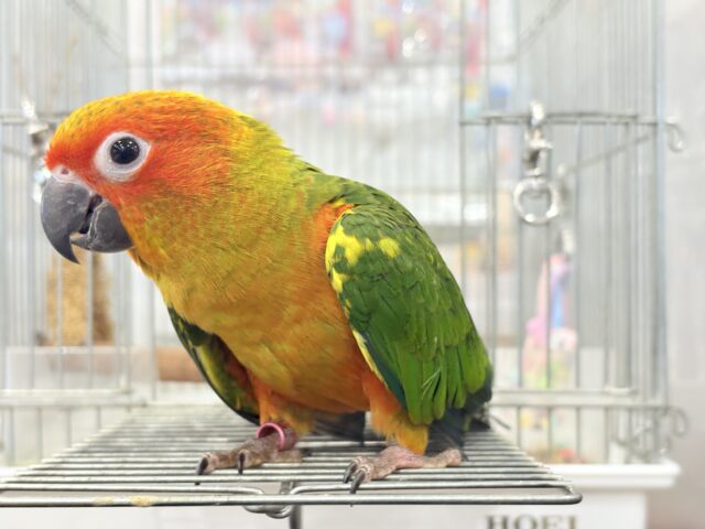 コガネメキシコインコ