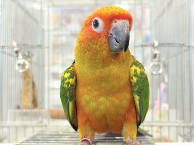 コガネメキシコインコ