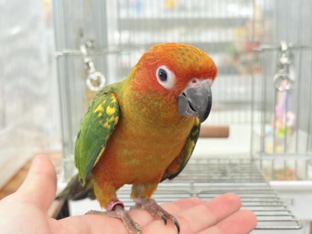 コガネメキシコインコ