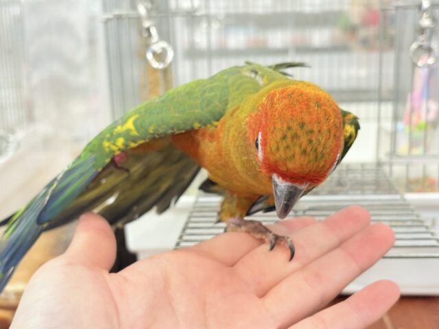 コガネメキシコインコ