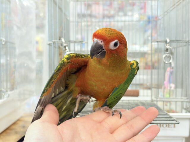 コガネメキシコインコ