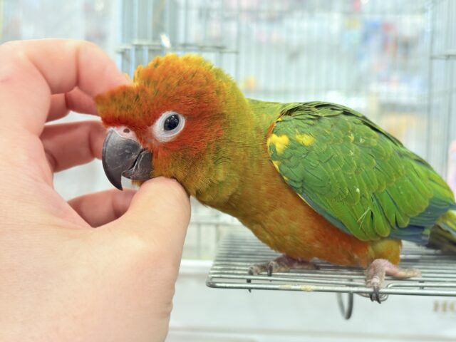 コガネメキシコインコ