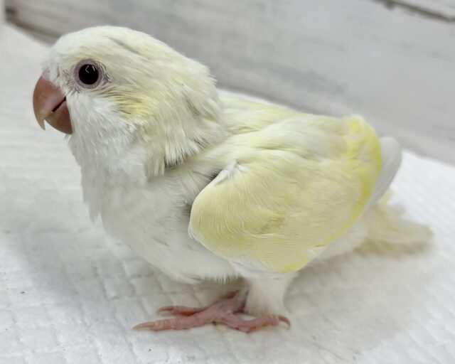 オキナインコ